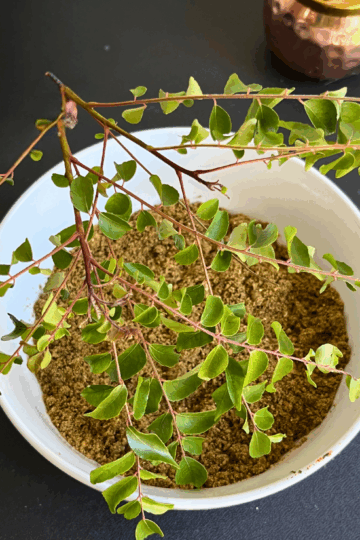 Curry Leaf Chutney Powder