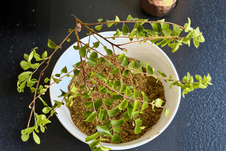 Curry Leaf Chutney Powder