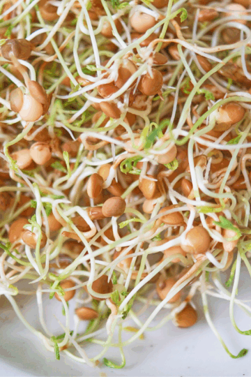 How to Sprout Brown Lentils (Sabut Masoor Dal)