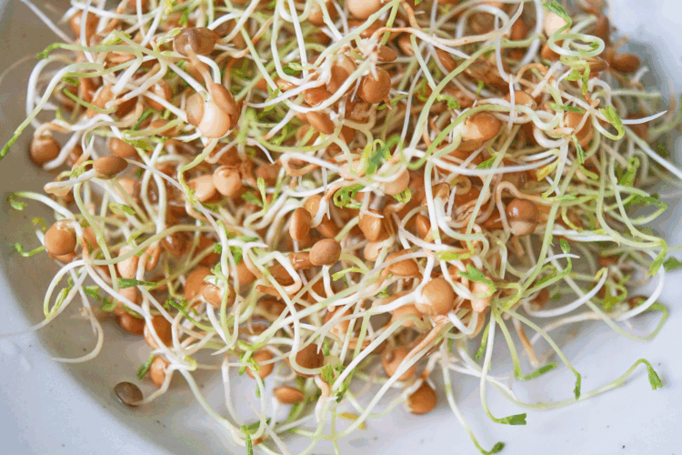 How to Sprout Brown Lentils (Sabut Masoor Dal)