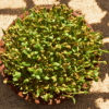 fenugreek microgreens