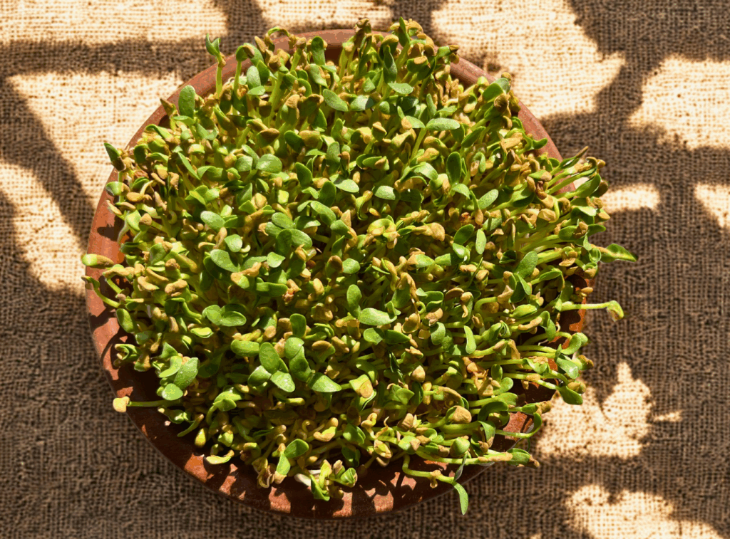 fenugreek microgreens