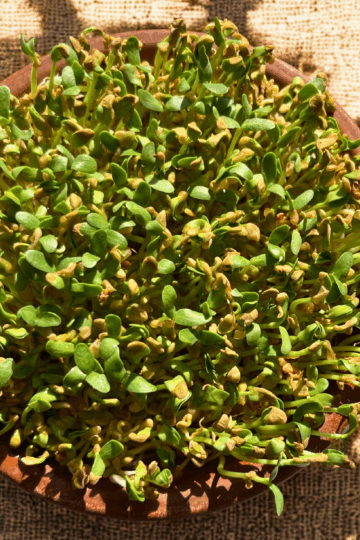 fenugreek microgreens