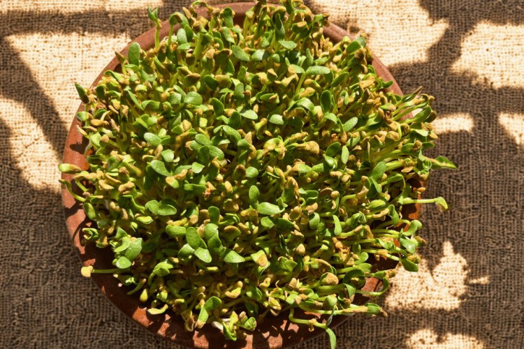 fenugreek microgreens