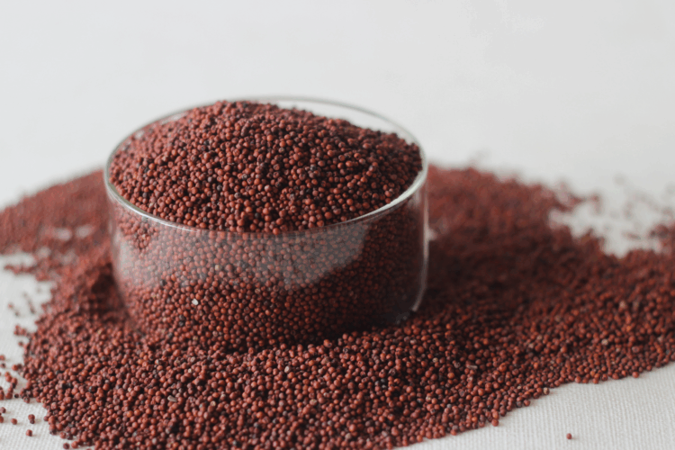 Finger Millet