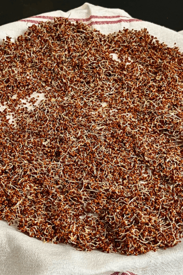 How To Sprout Ragi